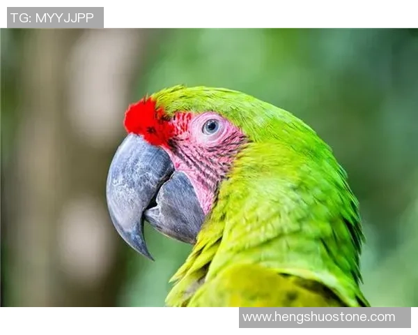 足球金刚鹦鹉的奇妙旅程与精彩瞬间探秘